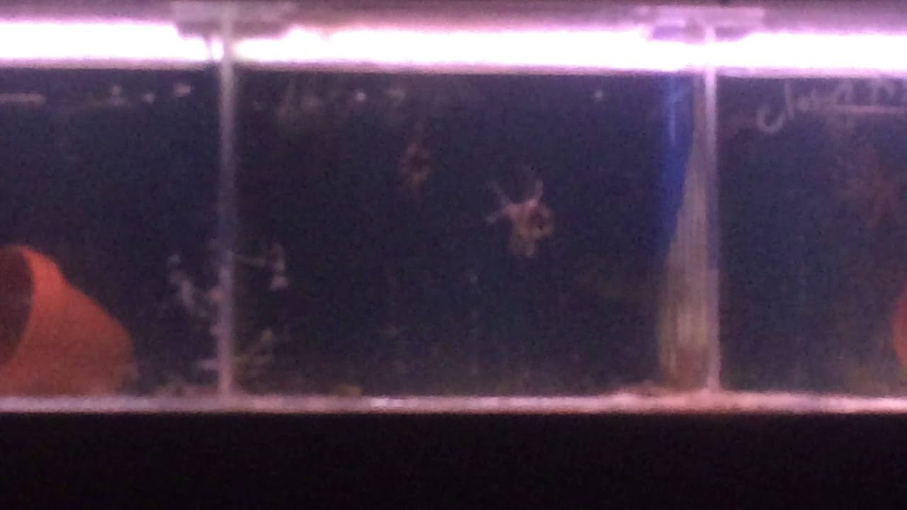 Banggai cardinalfish breed activity. Will be laying soon. #TheReefGuy