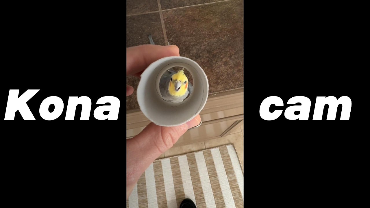 Part 8! The Oldest and Coolest Cockatiel on the Internet 🐦 | KONAcam Compilation