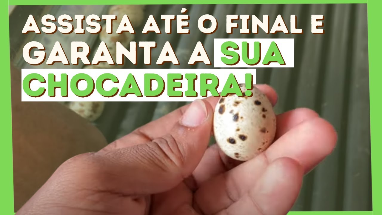 Qual a MELHOR CHOCADEIRA para Começar sua Criação? Brood (28) 99253-8672