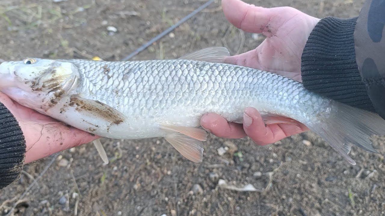 U potrazi za klenom....#istocnasrbija #fishing #pecanje #mlava #pastrmka #klen #ribolovzimi