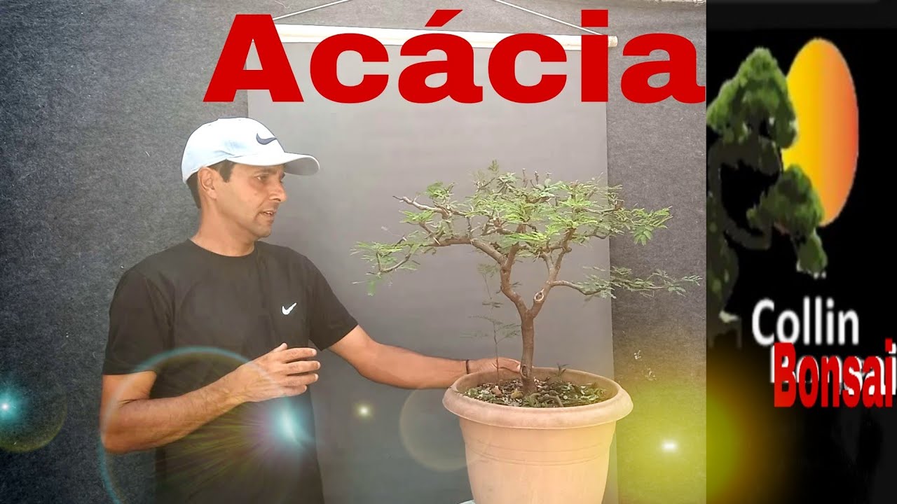Veja Como está essa Acácia , conpartilhem e inscreva-se no canal #bonsai. #comofazerbonsai 