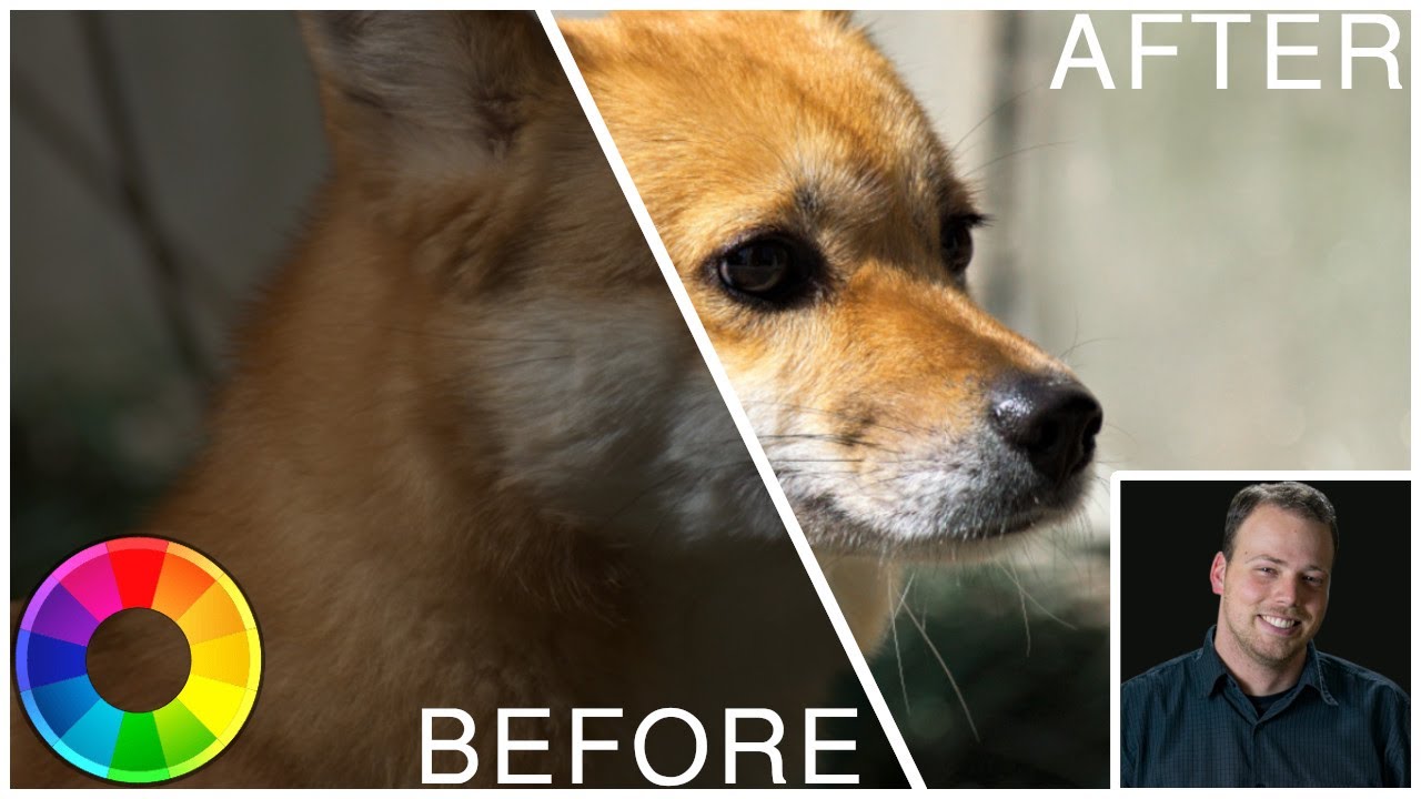 Edit Animal Photos in Rawtherapee