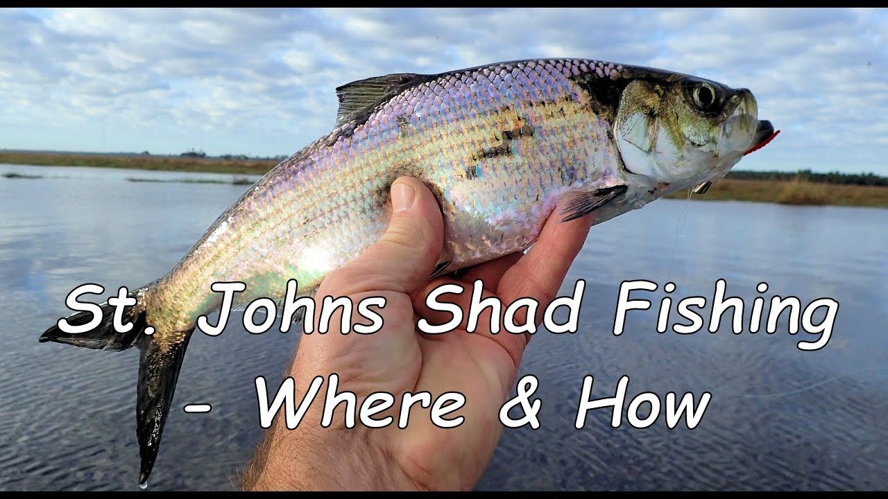 St Johns Shad Fishing - Where & How