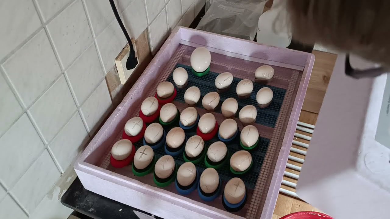 Schlupfgitter einlegen am 18. Bruttag mit 3D-Druck-Schlupfringen | Kunstbrut 2025/2