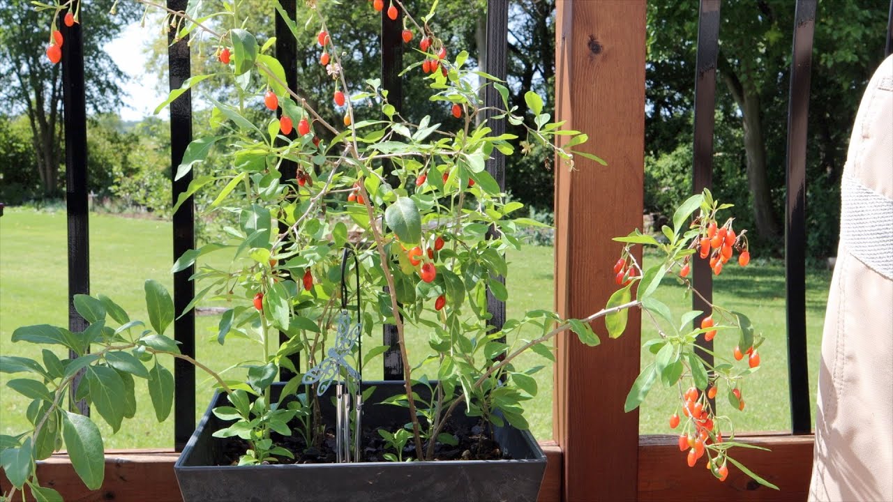 Growing Goji Berry Plants in Zone 5a