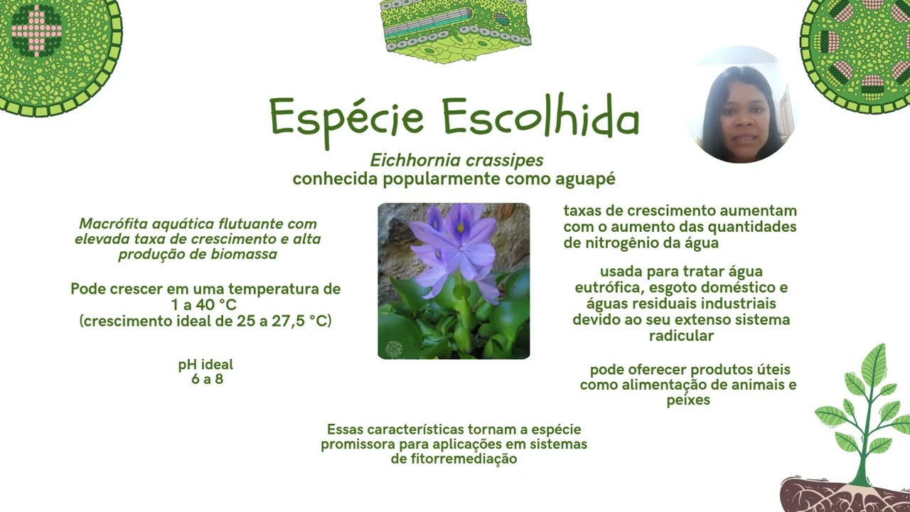 Seminário sobre a FITORREMEDIAÇÃO EM ÁGUAS CONTAMINADAS COM O HORMÔNIOESTRIOL
