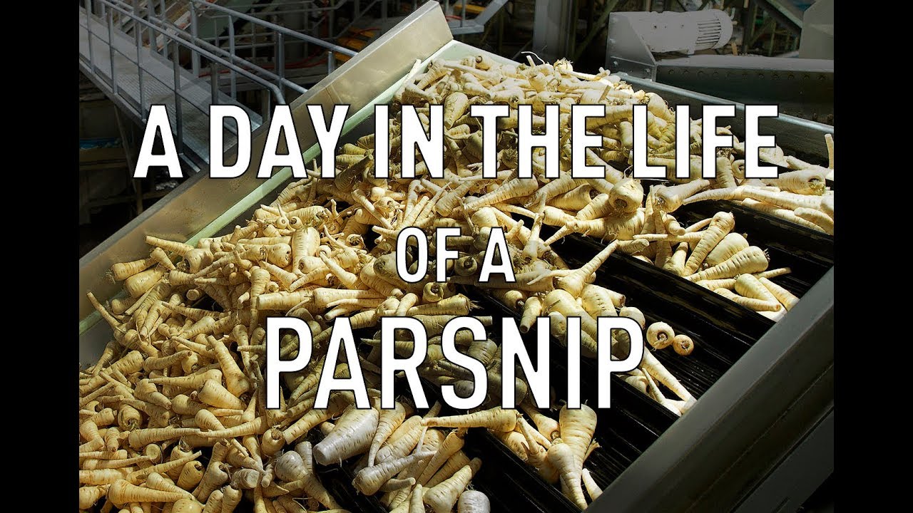 A Day in the Life of a Parsnip - A Week In Trucks