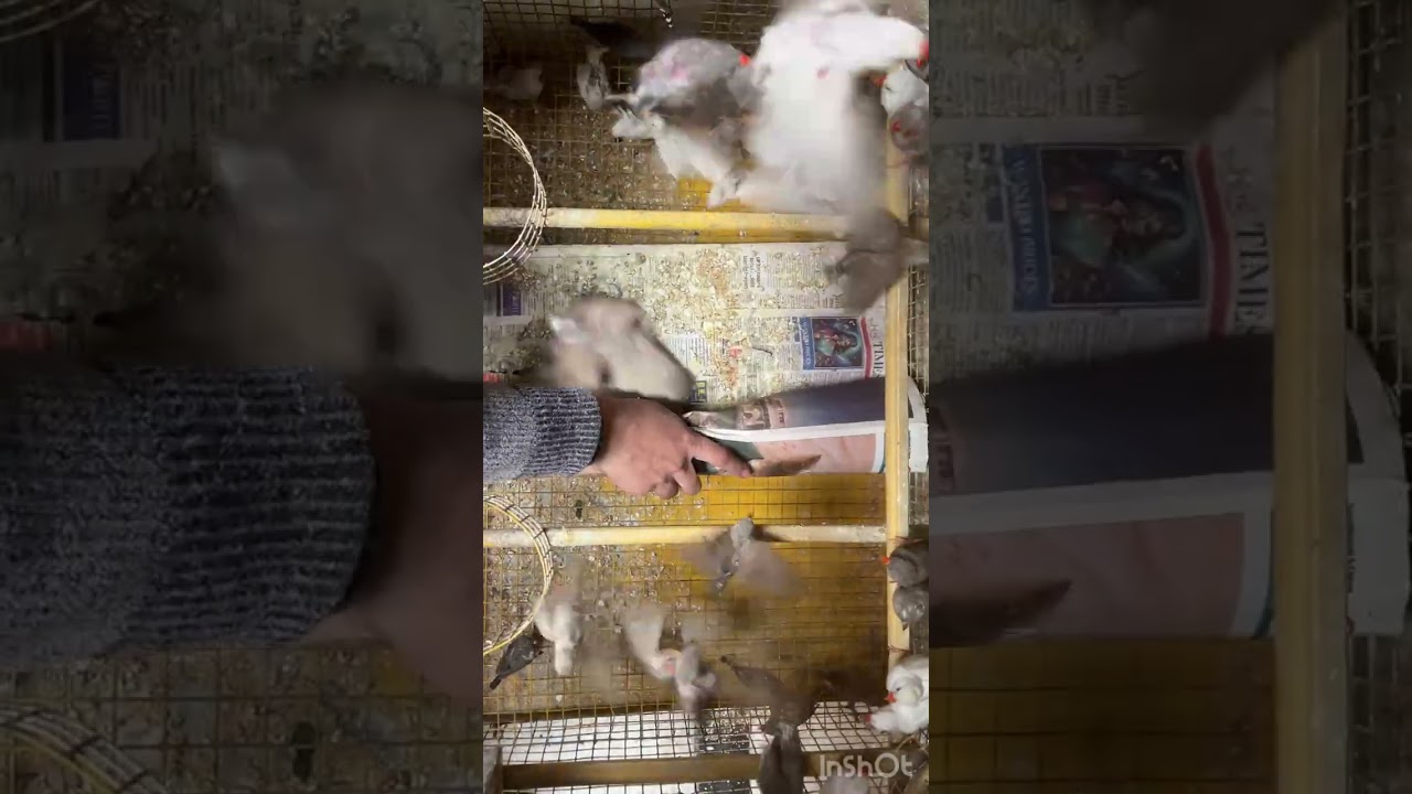 #2026#Regular cage cleaning is essential to prevent respiratory infection in birds#cleaningcage#