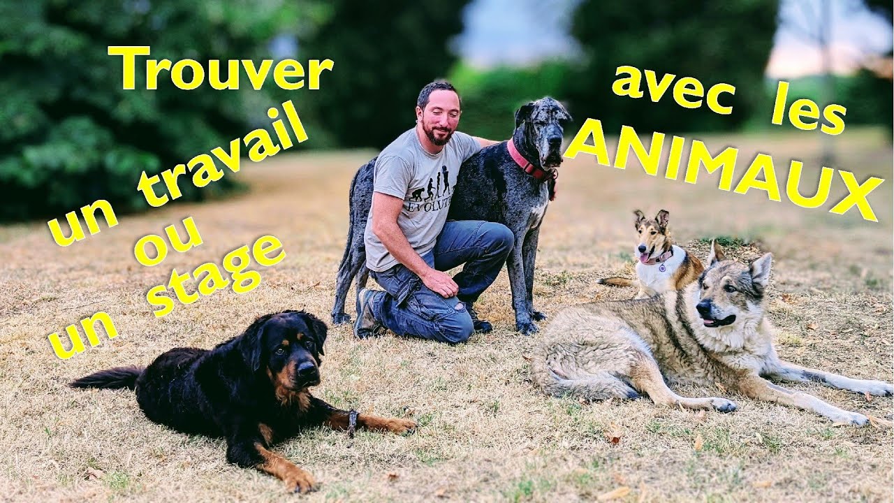 TROUVER UN STAGE (travailler) AVEC LES ANIMAUX (ou autre). éducation canine, éthologie, vétérinaire