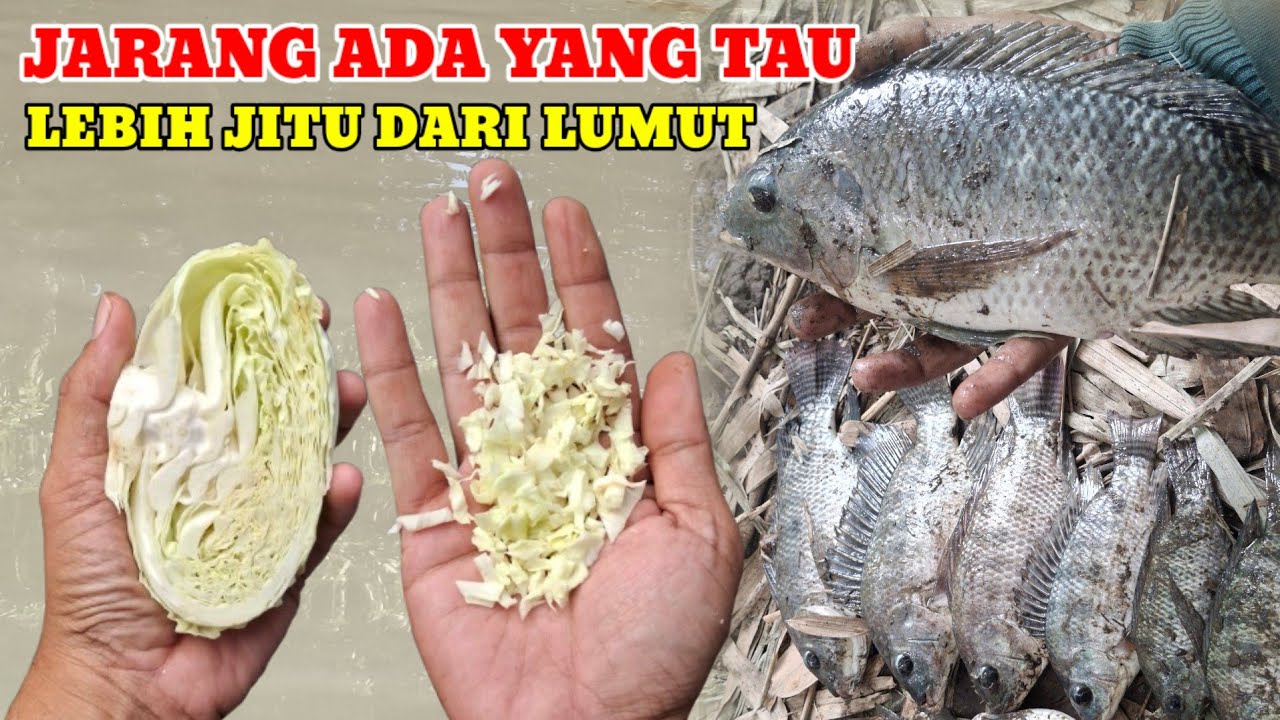 UMPAN KESUKAAN IKAN NILA LIAR‼️LEBIH JITU DARI LUMUT