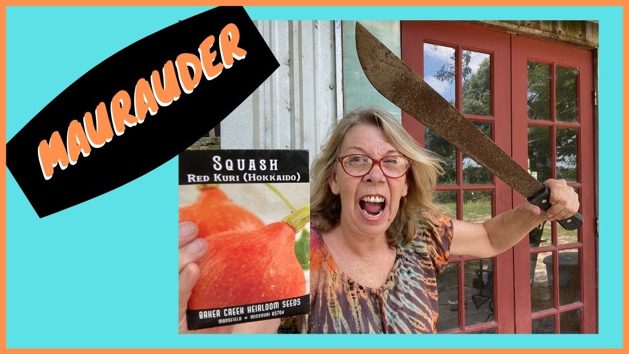 Growing Red Kuri Squash-Beware!