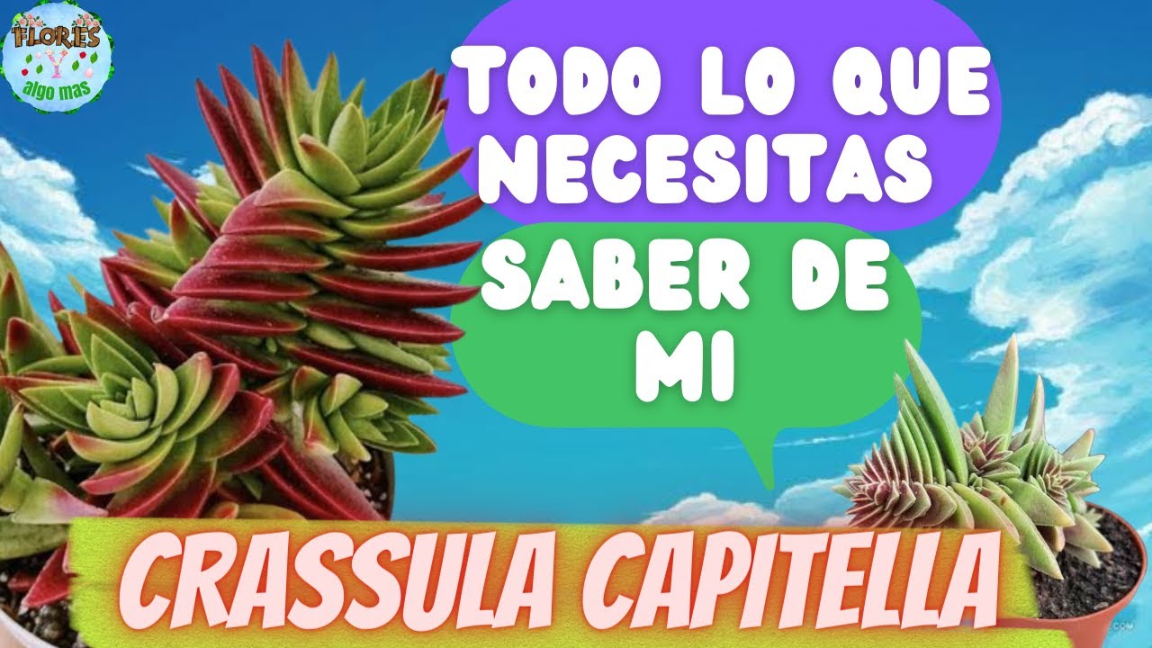 COMO CUIDAR LA CRASSULA CAPITELLA TODO LO QUE NECESITAS SABER DE ELLA