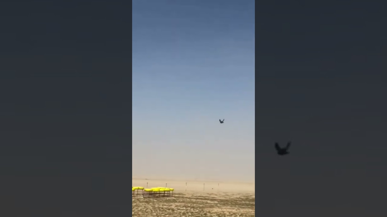 حمام لوت لا تستعجل بالحكم علي الطير اول الموسم