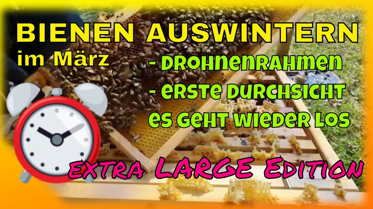 Bienen Auswintern im März | Drohnenrahmen und Durchsicht - extra Large Edition