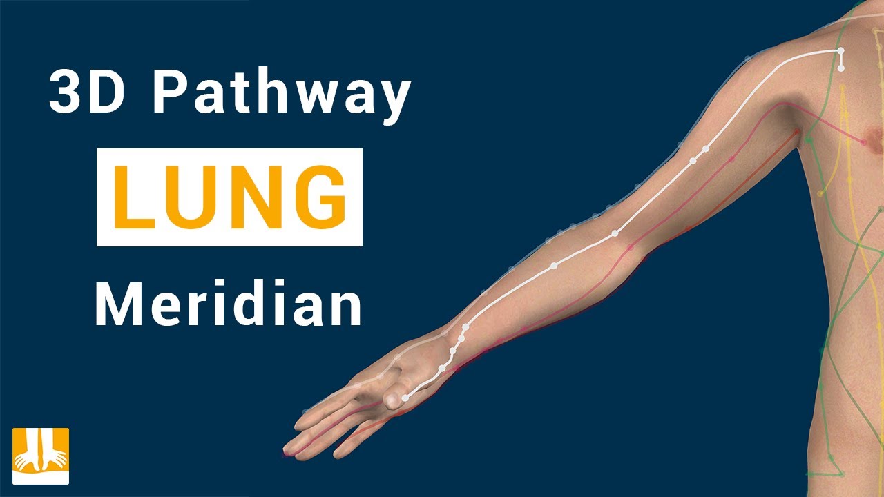 Lung meridian - 3D pathway from point to point