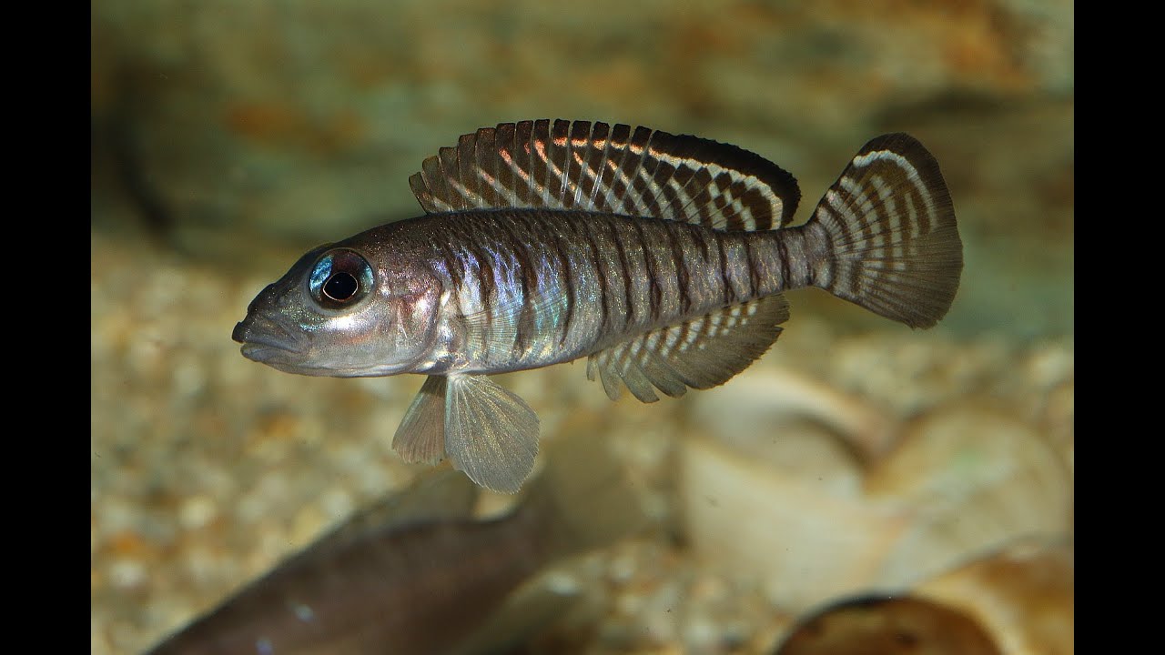 Lamprologus signatus - Schneckenbuntbarsche aus dem Tanganjikasee