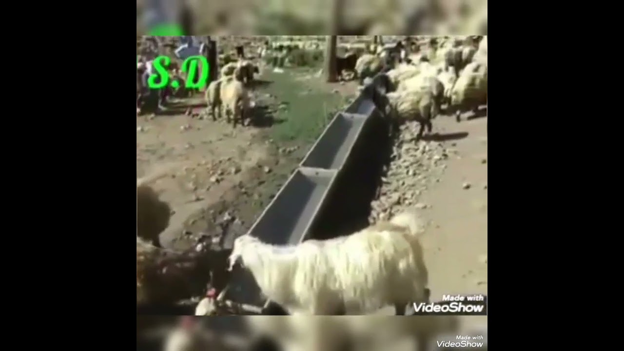 FERDI TAYFUR Bu günler yaşanacak