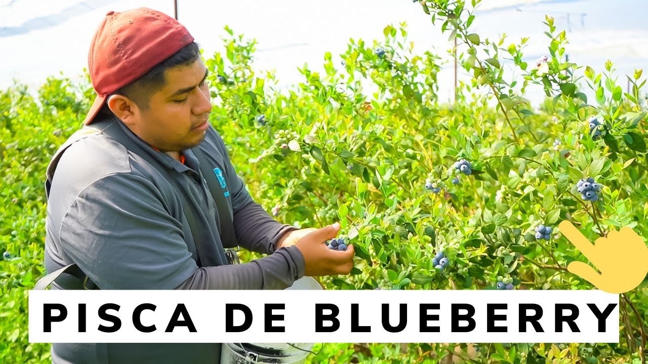 piscando Blueberry | como se pisca Blueberries?