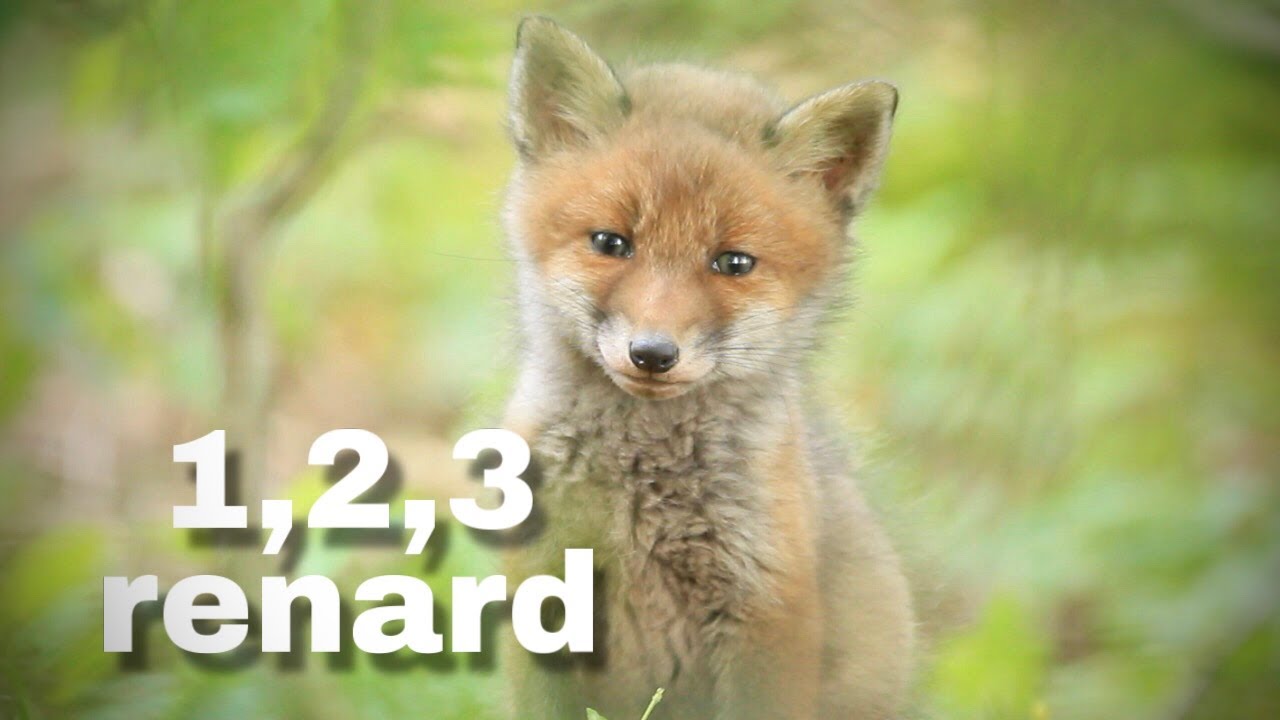 1, 2, 3 RENARD
