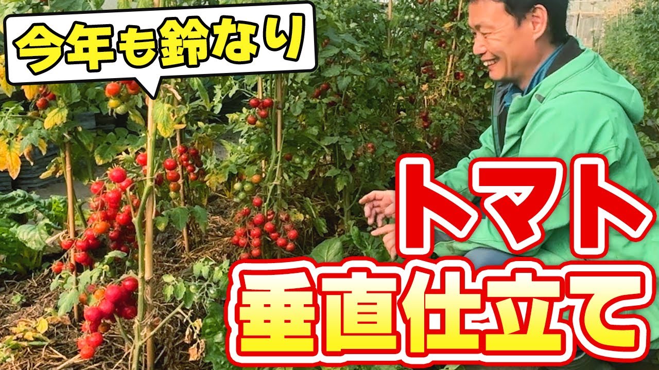 【自然栽培311】鈴なりトマト垂直仕立て！豊作ブドウ、リンゴ、栗の木