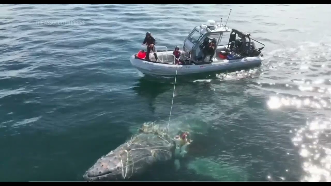 Whale saving