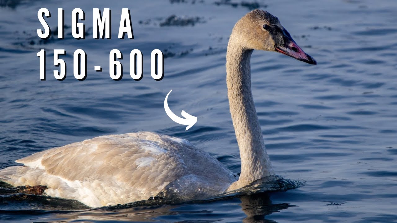 Winter Bird Photography - Sigma 150-600mm | Nature Photo Walk