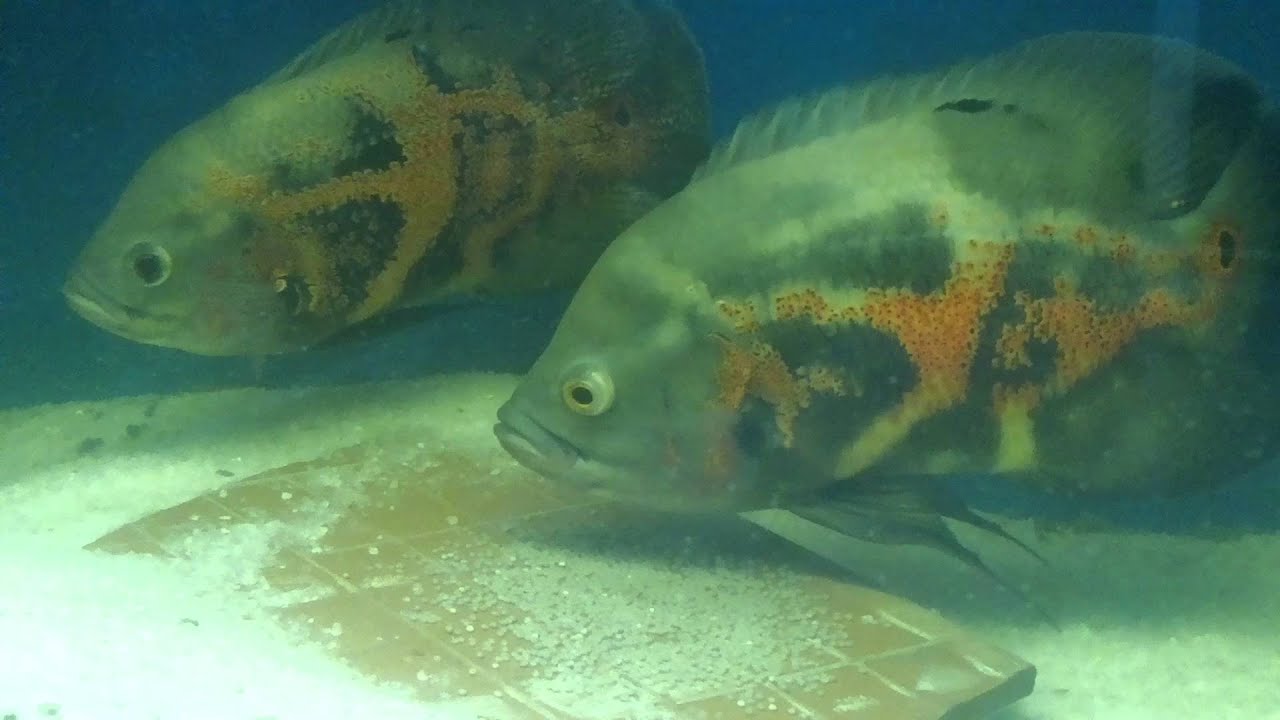 oscar fish protect their eggs