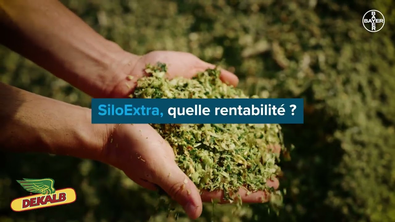 SiloExtra : une nouvelle gamme de ma&iuml;s fourrage &agrave; fort potentiel et stables