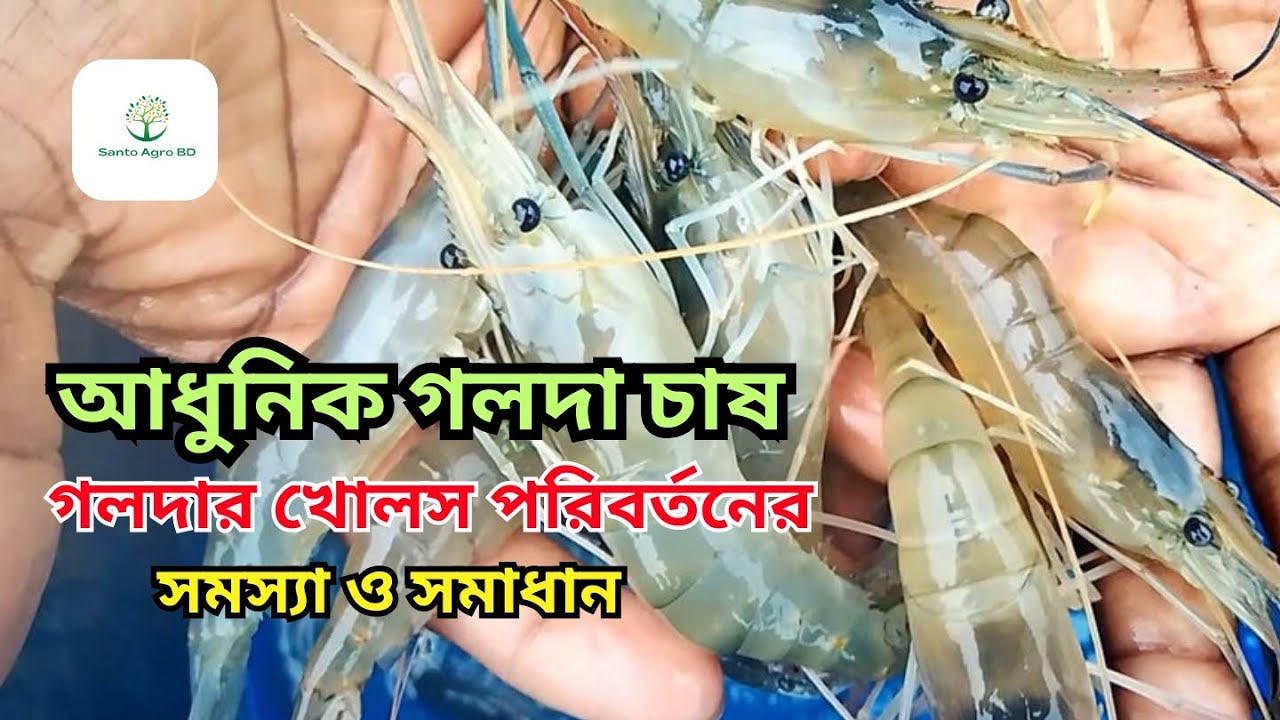 🦐আধুনিক পদ্ধতিতে গলদা চিংড়ি চাষ। গলদার খোলস পরিবর্তনের সমস্যা ও সমাধান।। প্রফেশনাল গলদা চিংড়ি চাষ।🦞