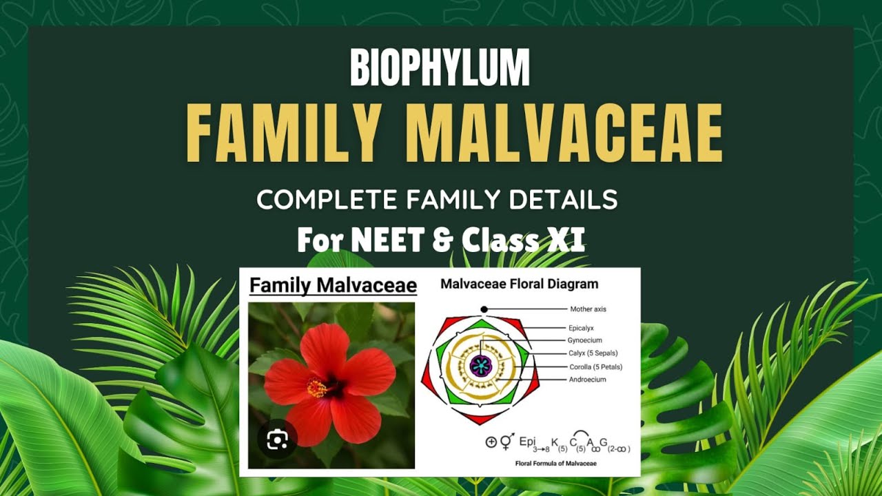 Family MALVACEAE . Complete topic. Morphology Of flowering plants For Class XI and NEET.  