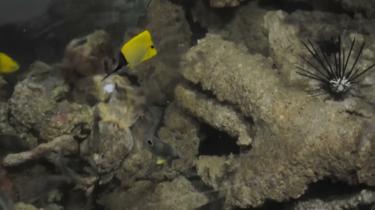 Matt Pedersen's 300 Gallon Pond at Feeding Time