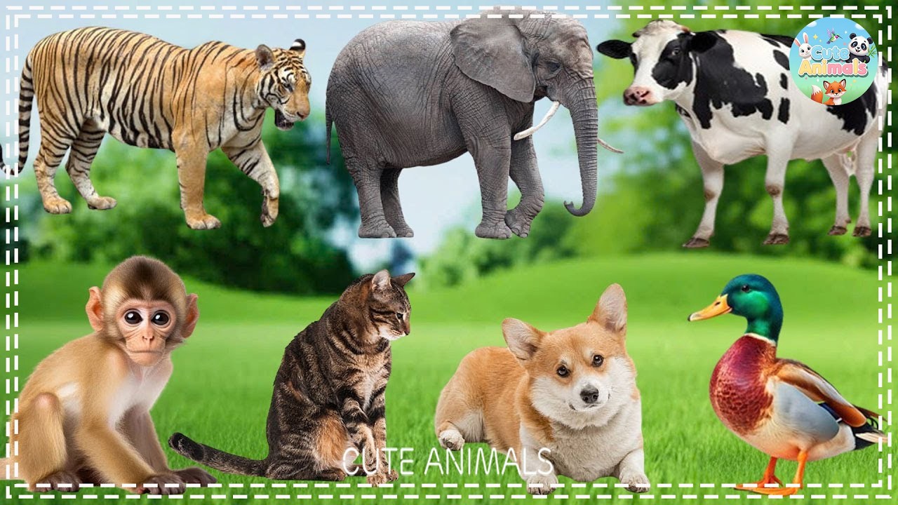 Natural Animal Sounds: Cat, Elephant, Flamingo, Cow, Turtle, Monkey, Deer - Animal Moments