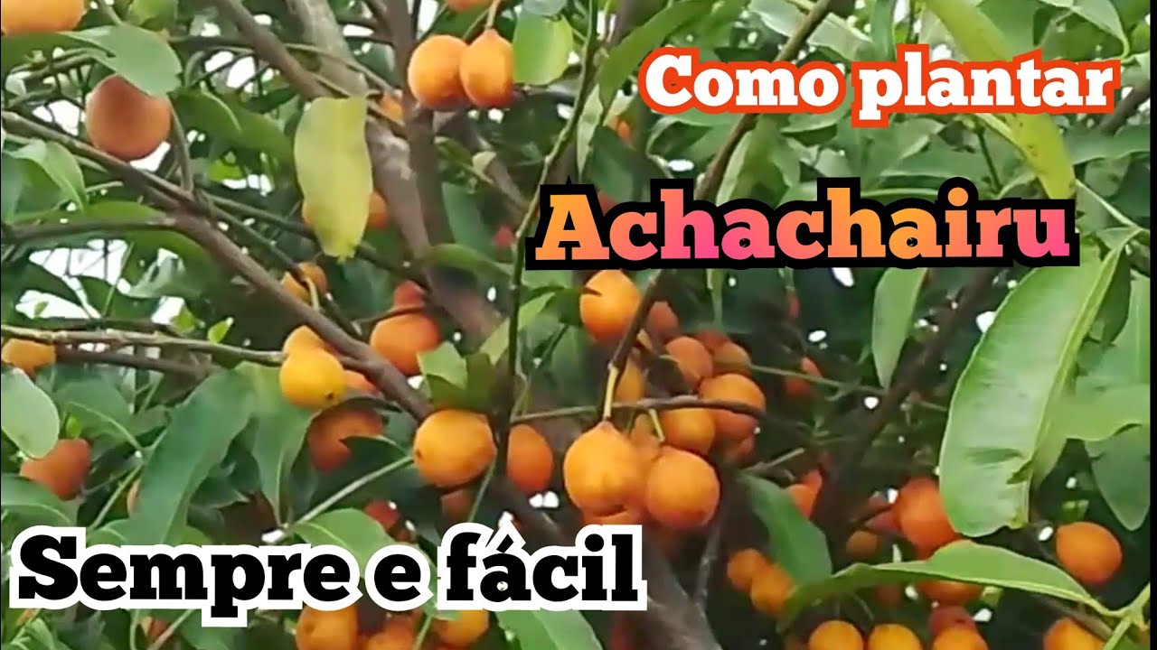 como plantar achachairu passo a passo