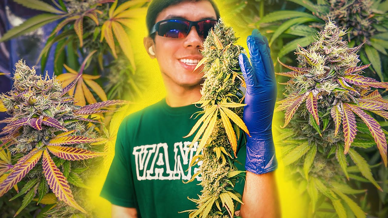 Cultivo Dificil: Problemas y Cosecha Épica | Sweet Monster Mix® de Sweet Seeds®