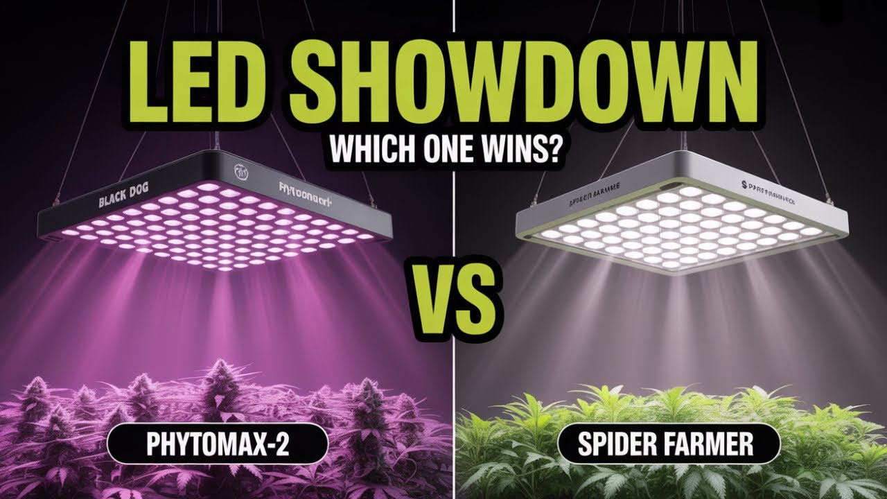 Black Dog PhytoMAX-2 vs Spider Farmer SF-2000 &ndash; Ultimate LED Grow Light Comparison 🌱