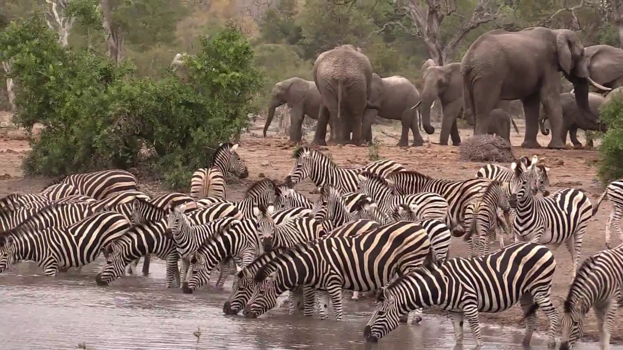 Snapshots Krugerpark, South Africa 2016 p2