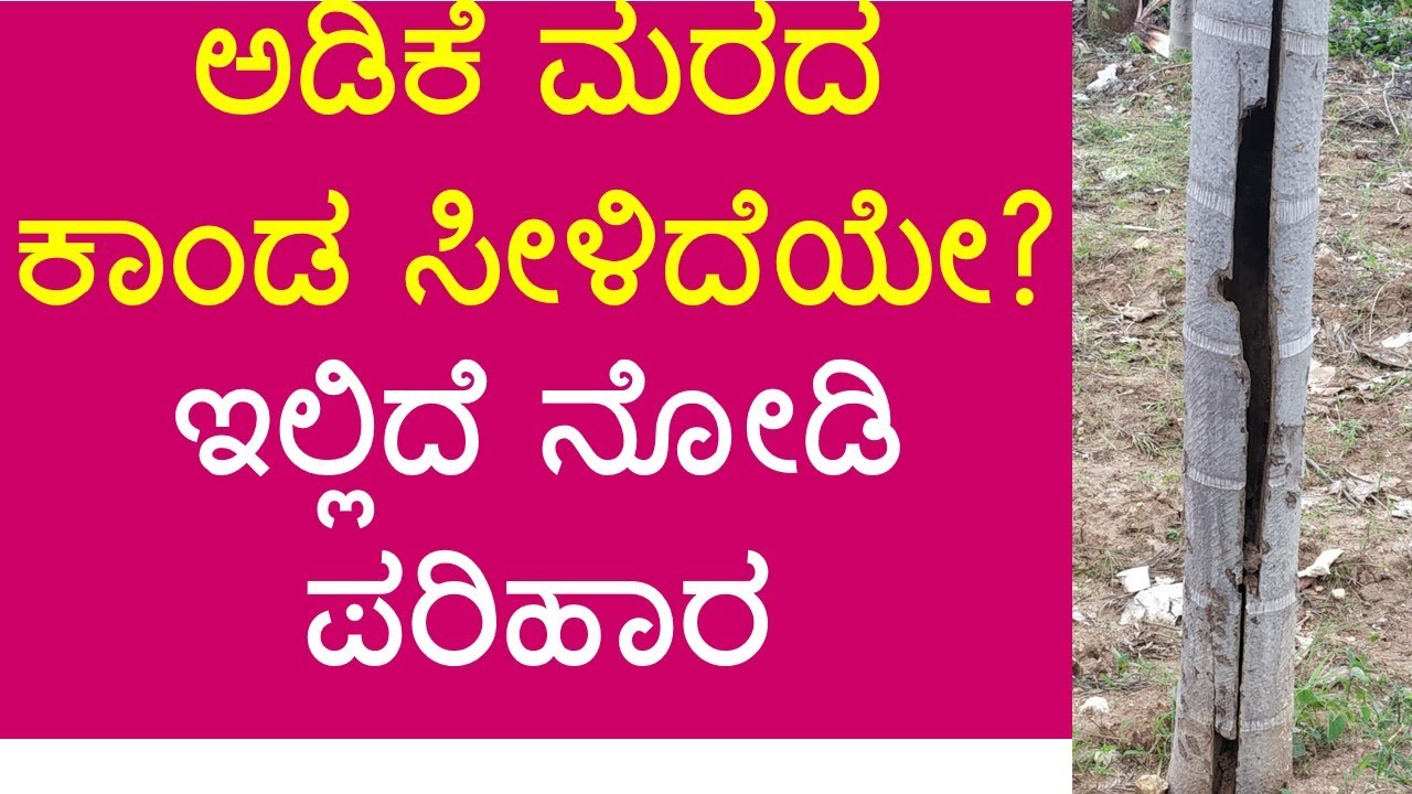 ಅಡಿಕೆ ಮರದ ಕಾಂಡ ಸೀಳಿದೆಯೇ? ಇಲ್ಲಿದೆ ನೋಡಿ ಪರಿಹಾರ...( Stem Splitting in Arecanut)