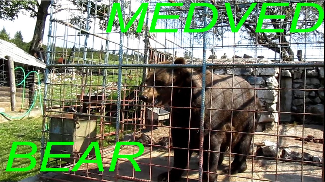 Bear  / Medved  - Nanos, Kmečki turizem Abram