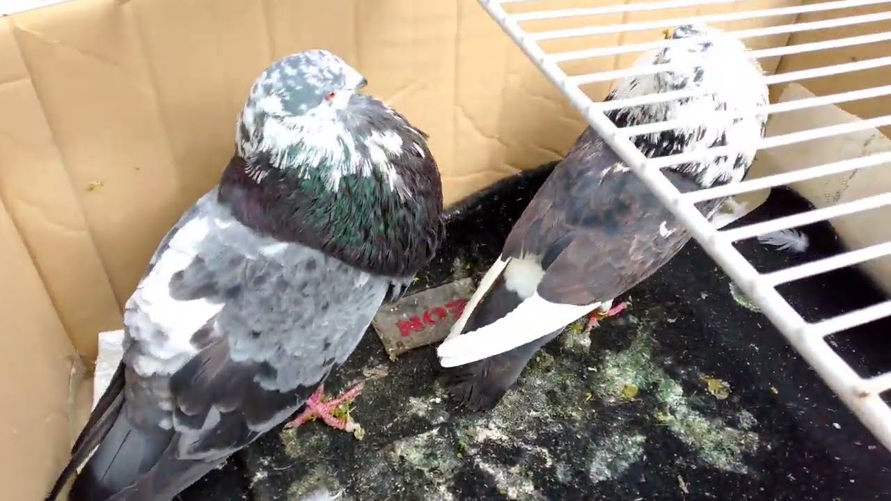 سوق حمام باب جديد مكناس🕊️ 🔥دخل حمام زينة بزااف 🪺🕊️15/3/2026