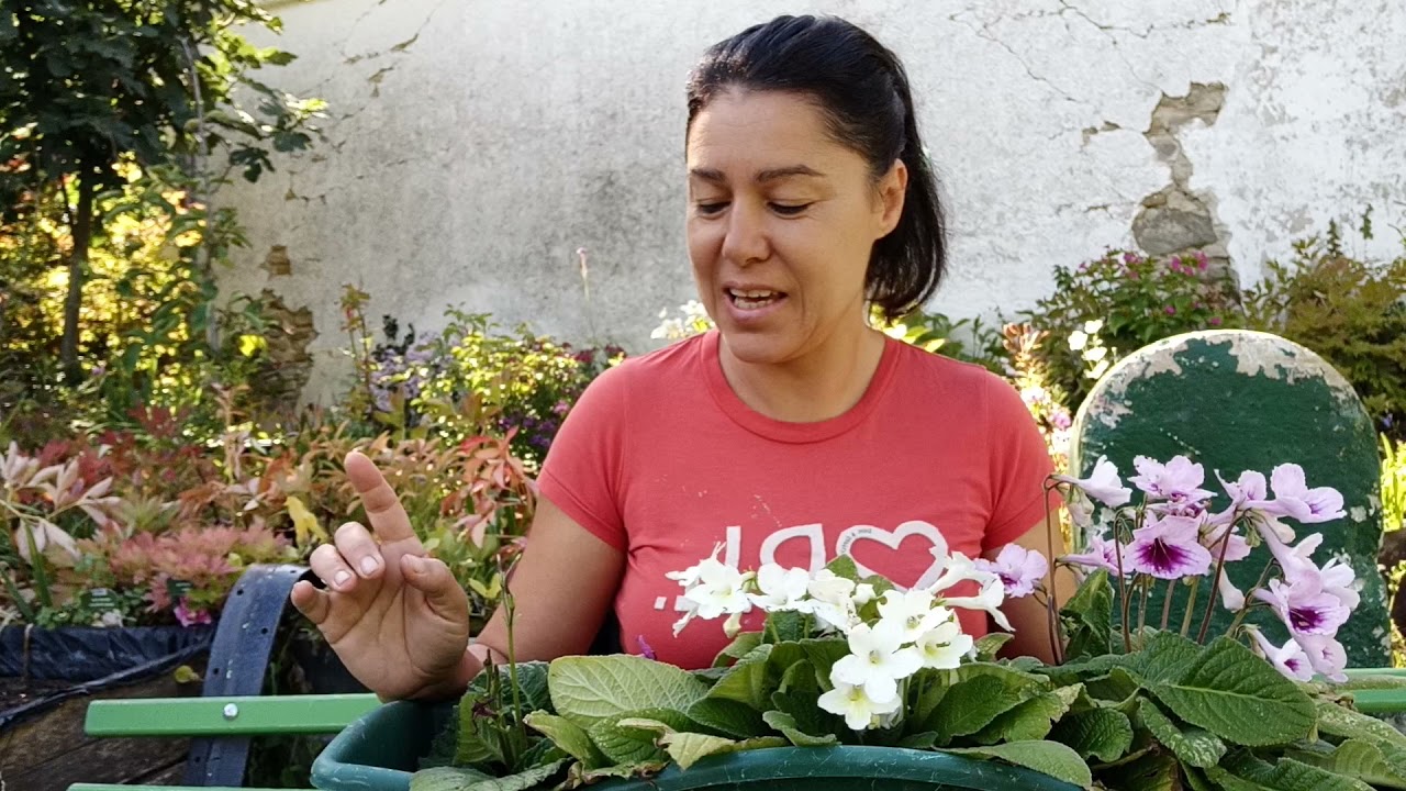 estreptocarpus (cuidados y reproducción)