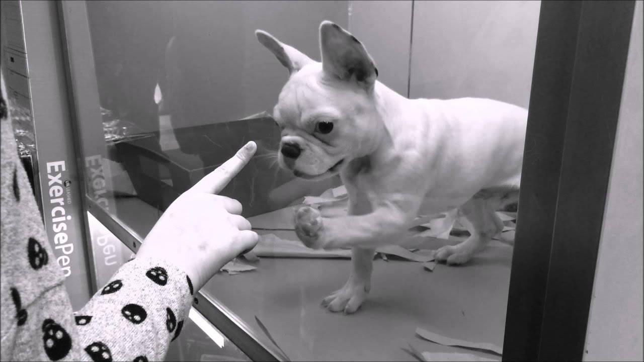 The Pet Habitat Project