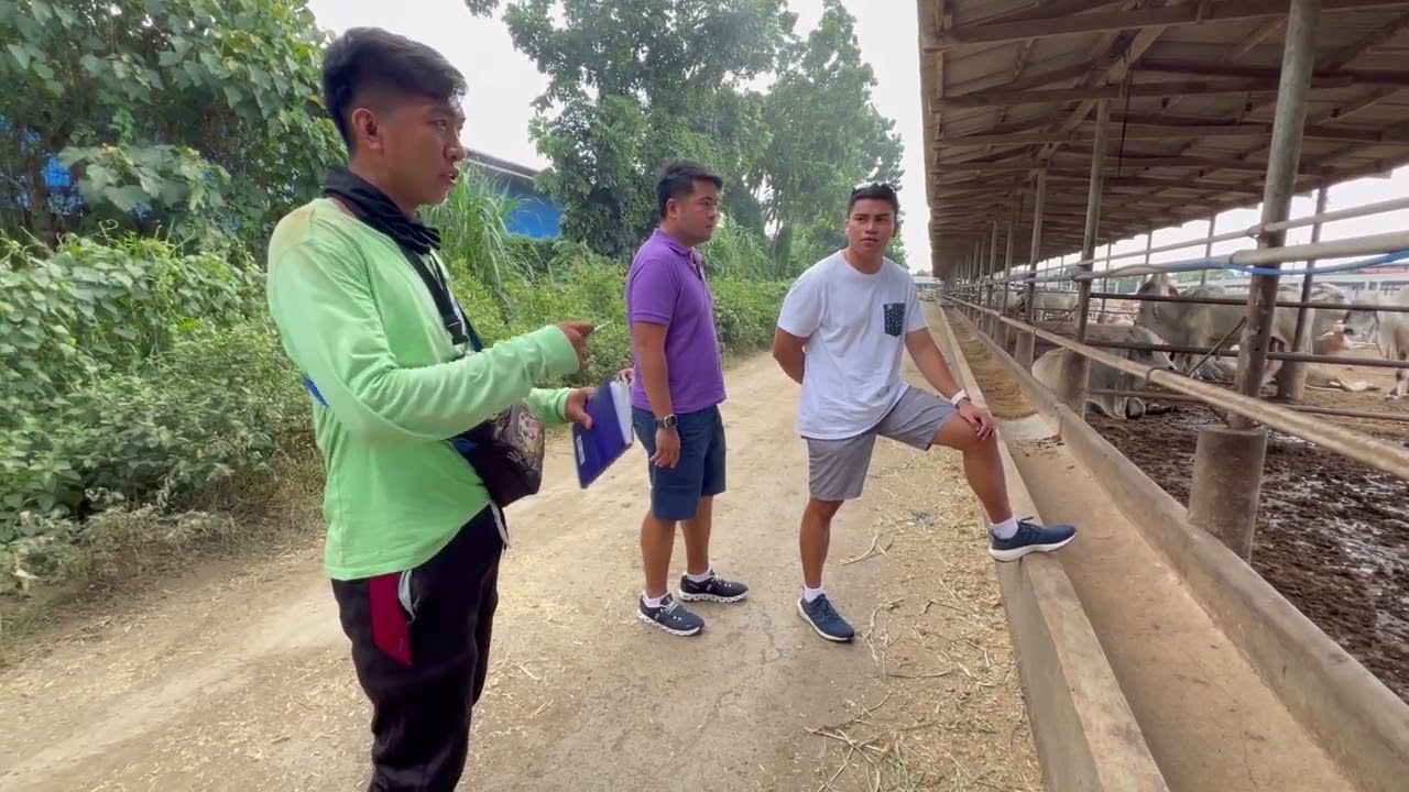 PINAKAMAGANDANG BREED ng mga BAKA sa PHILIPPINES