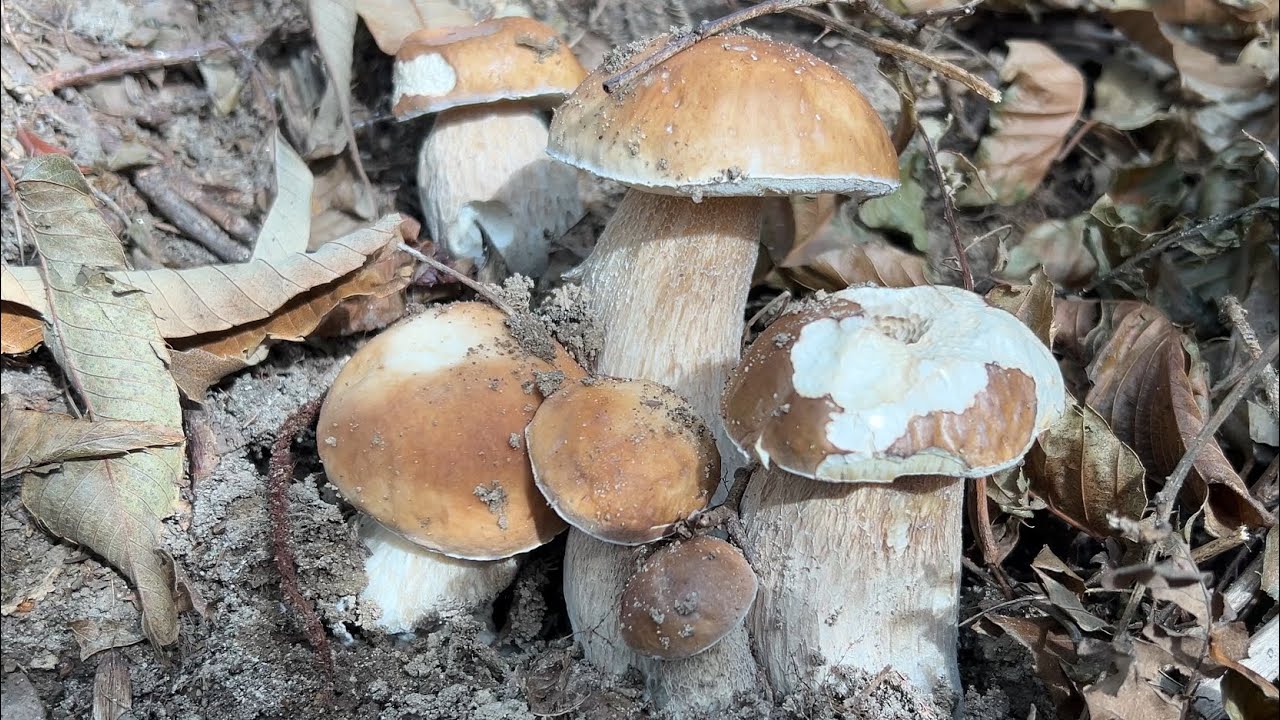 Salida a por Boletus edulis de mediados de noviembre de 2025