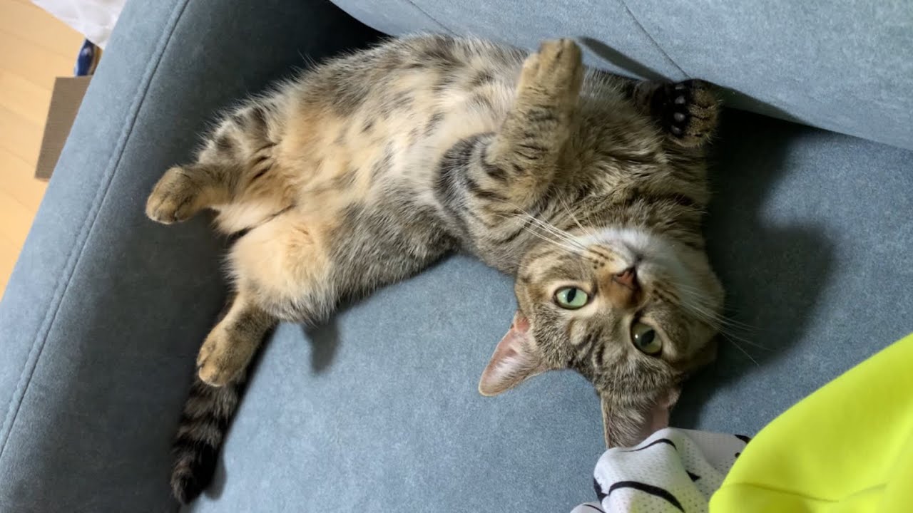 ソファで寝ている猫がピクピクなって可愛すぎましたw