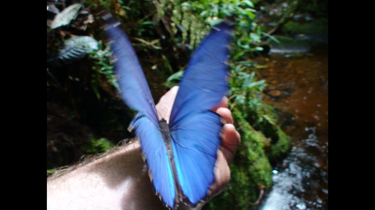 Blue Morpho