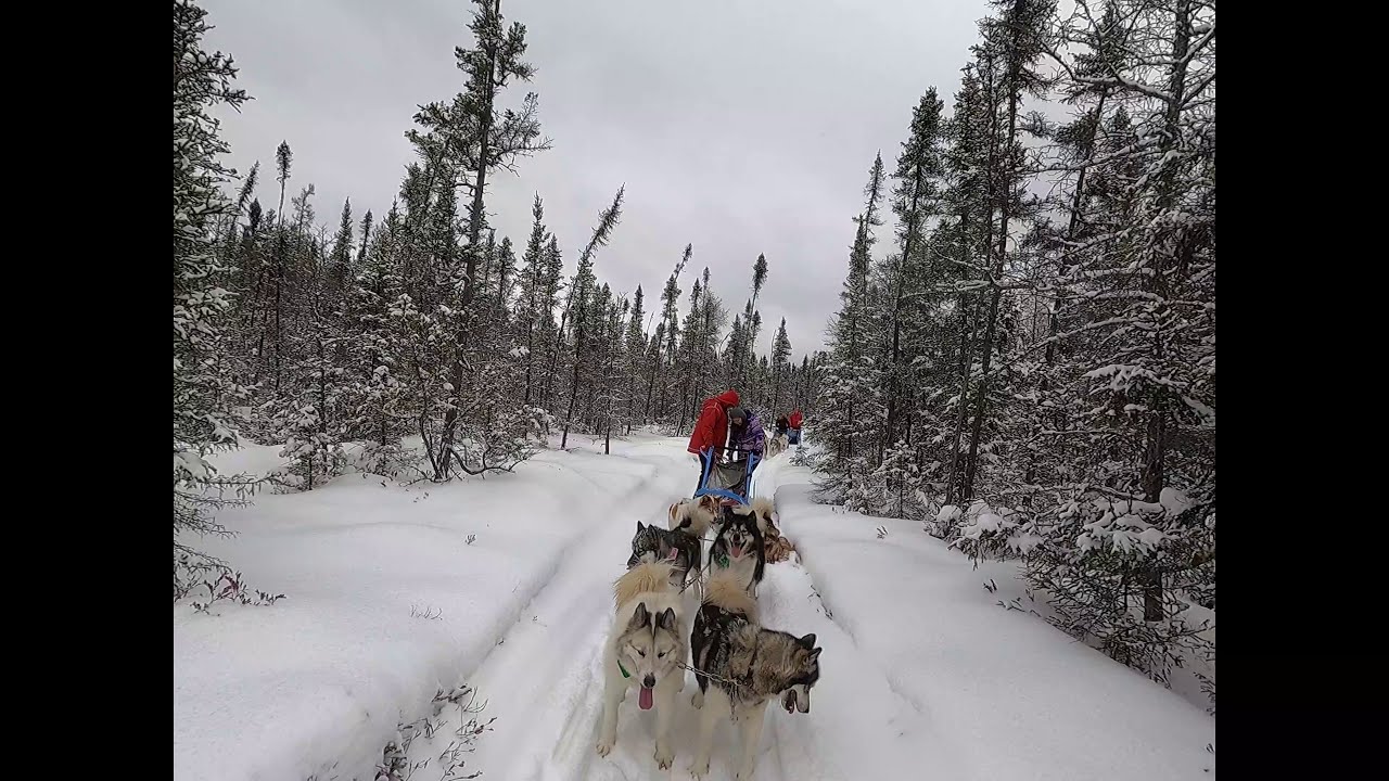 Dog sledding in Wintergreen Dog Sled Lodge in Ely, MN