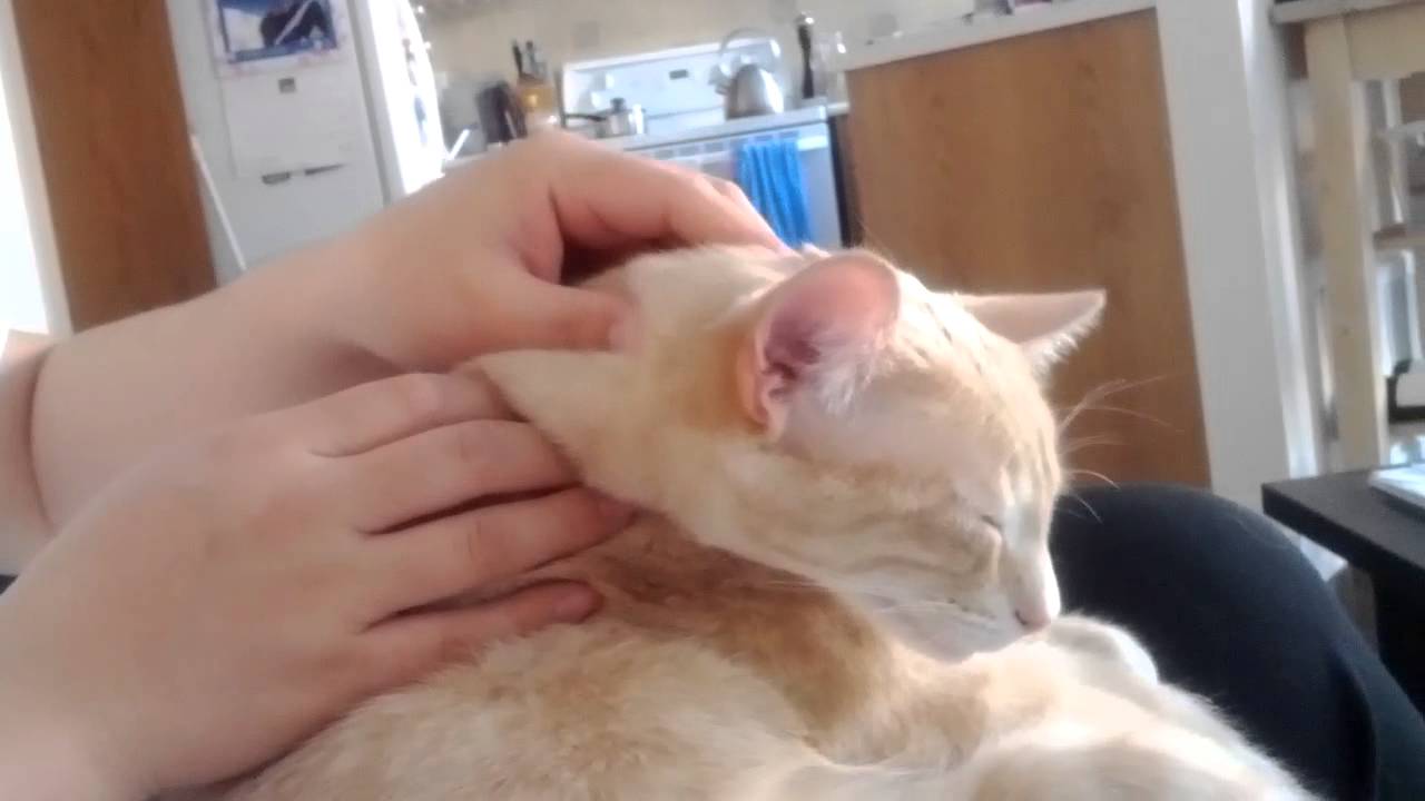 Cat recieves a massage.