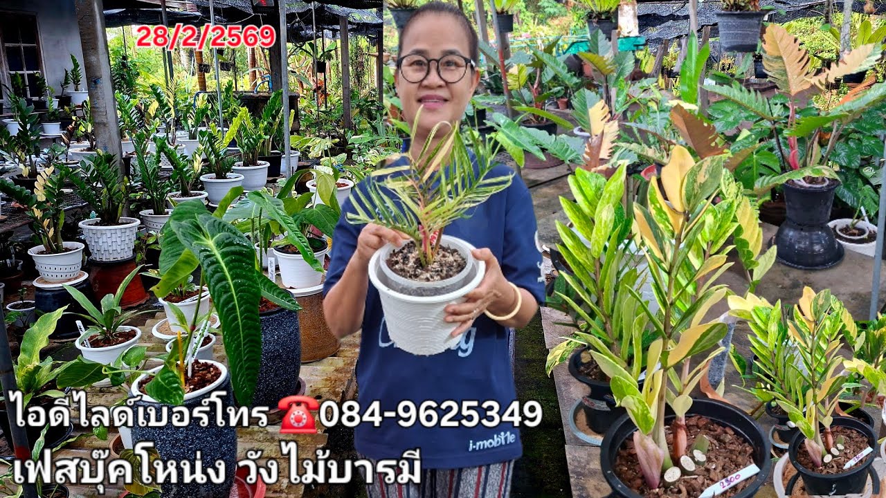  ☎️084-9625349ท่อทั่มด่างตัวแท้ไม้แรร์ต้นสวย ไม้เข้าใหม่วันนี้เต็มสวน กวักมรกตด่างหน่อมาเยอะน่าเก็บ