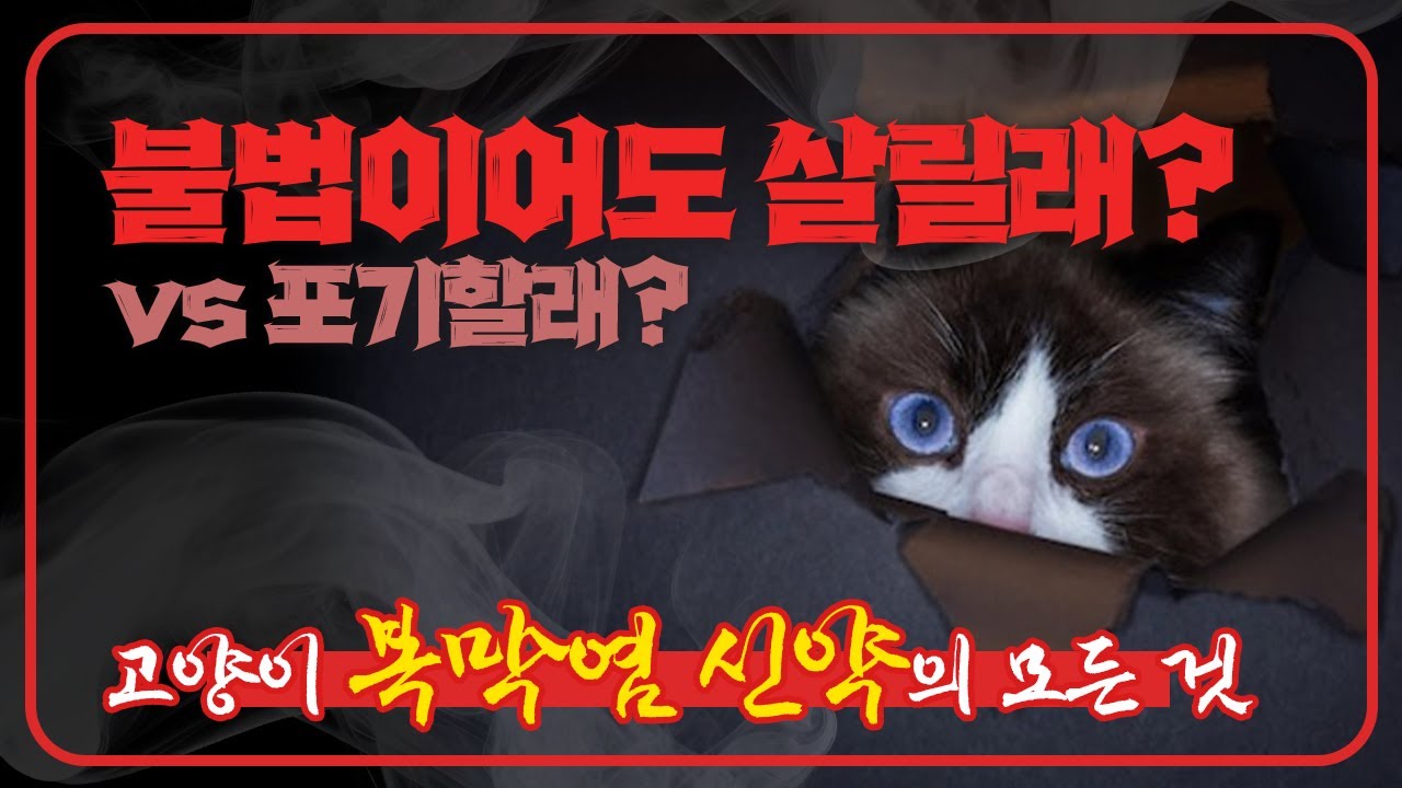 고양이 복막염 신약, 이것만은 알고 시작합시다