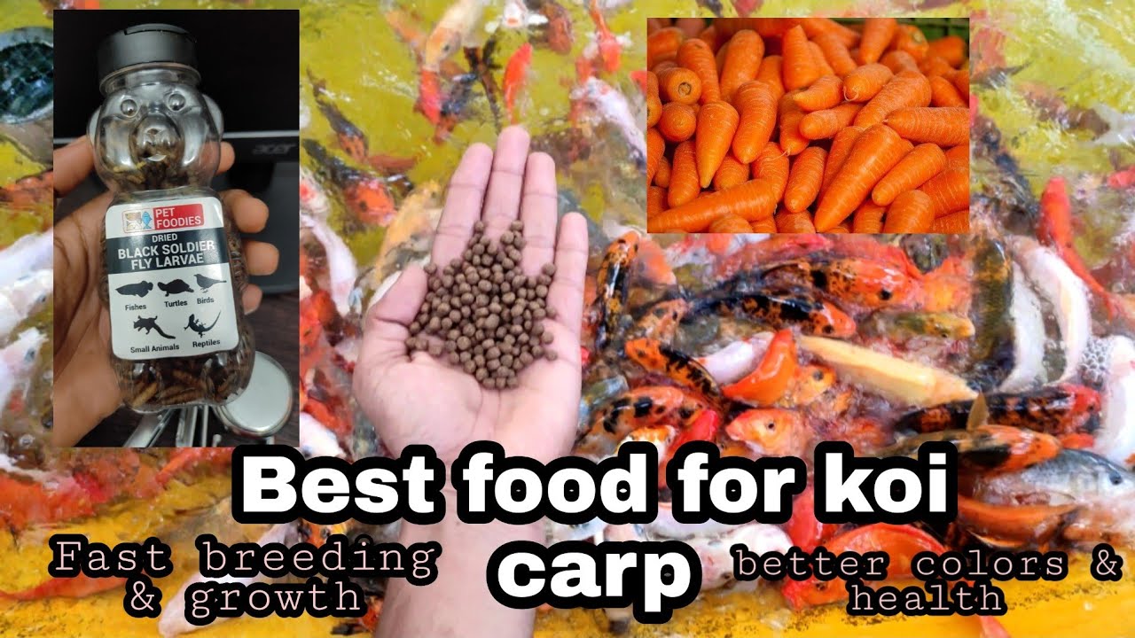 Koi carp | best food for koi carp | koi carp caring tips | koi carp breeding | healthy fish foods